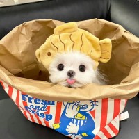 头像图片