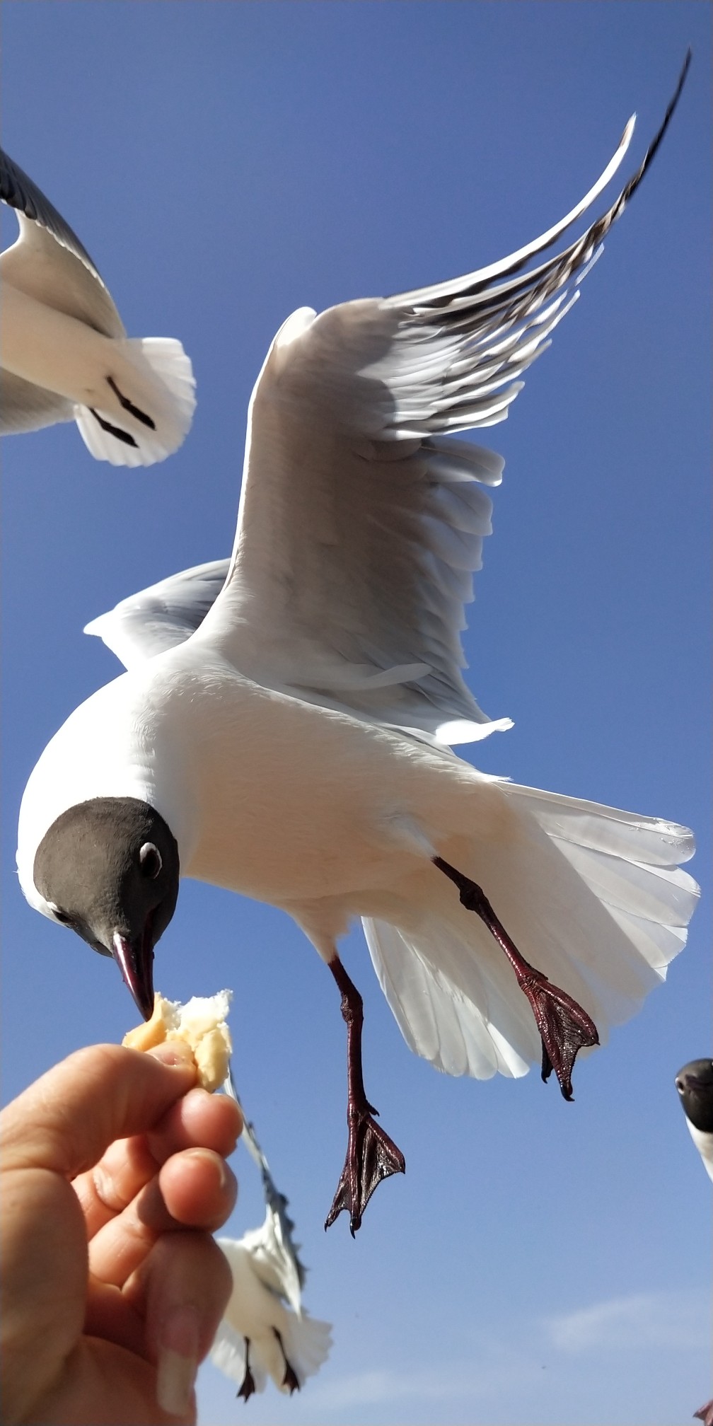 乌海红嘴鸥三月桃花美