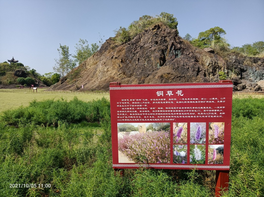 黑鸟单车