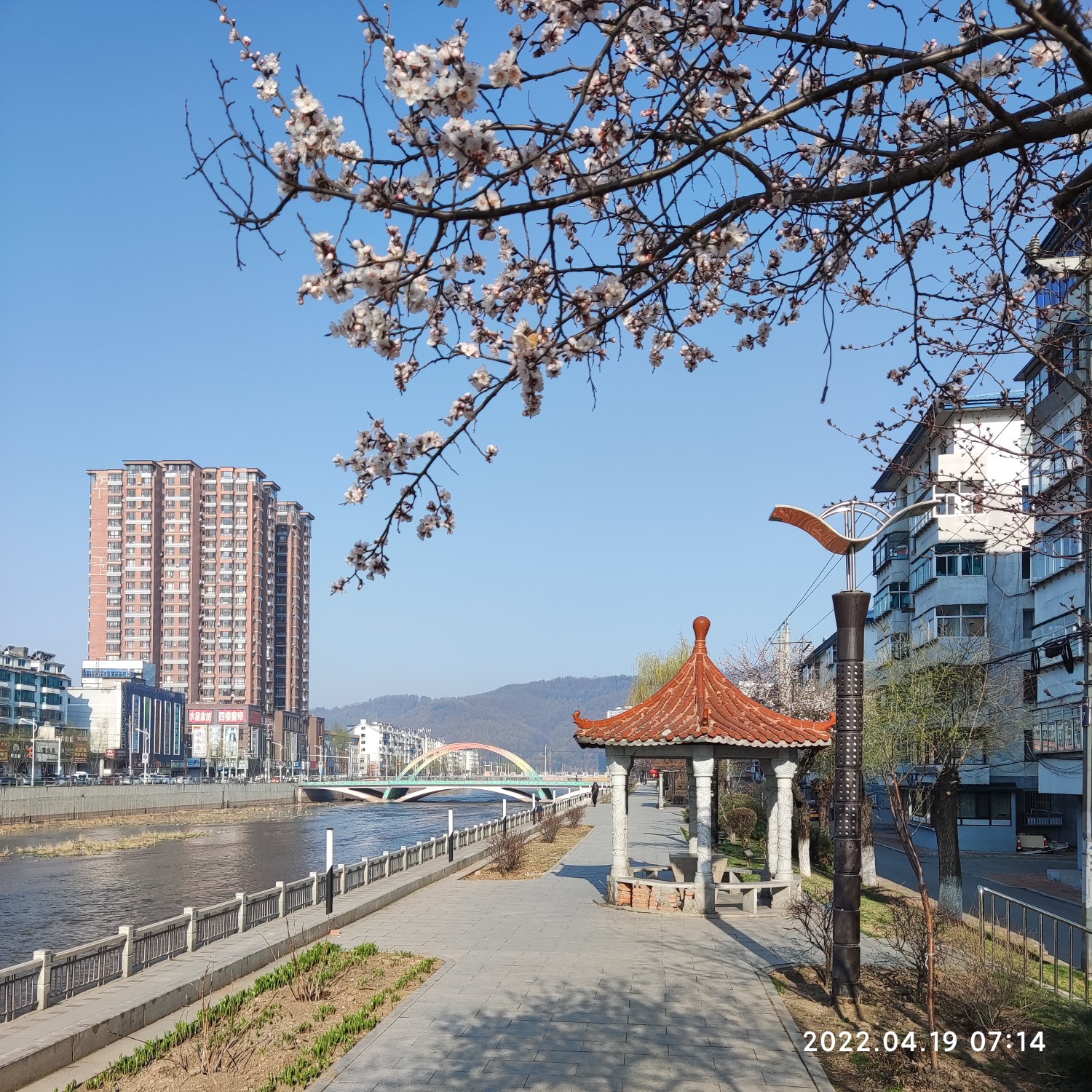 四月春风暖 兴京杏花开