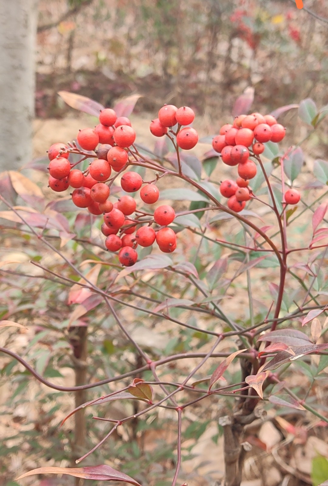 南湖公园初冬之南天竹